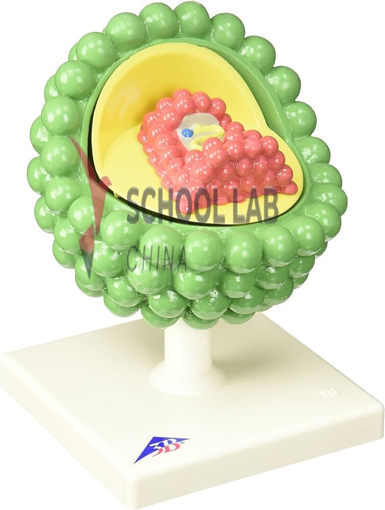 3B Scientific HIV Virus Model